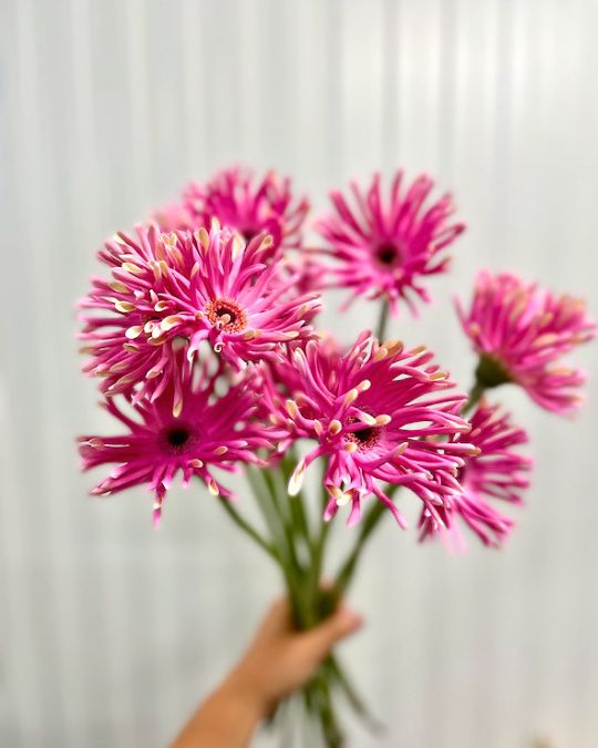 Pastini Gerbera