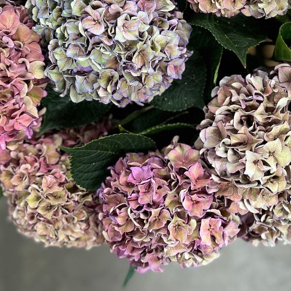 Classic Hydrangea