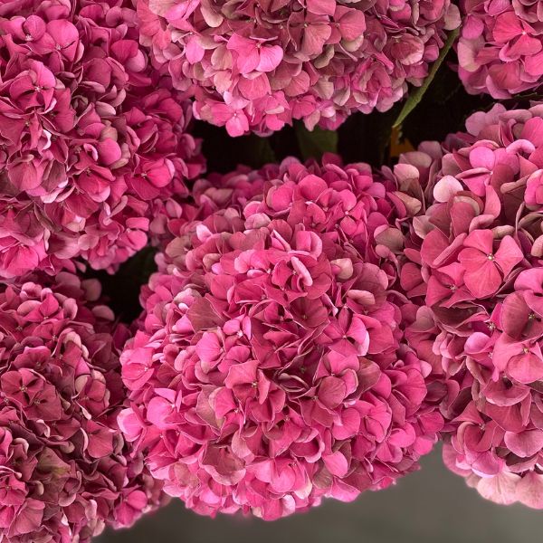 Classic Hydrangea