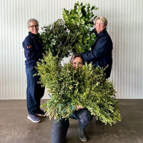 British grown seasonal foliage