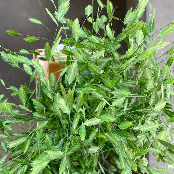 Chasmanthium