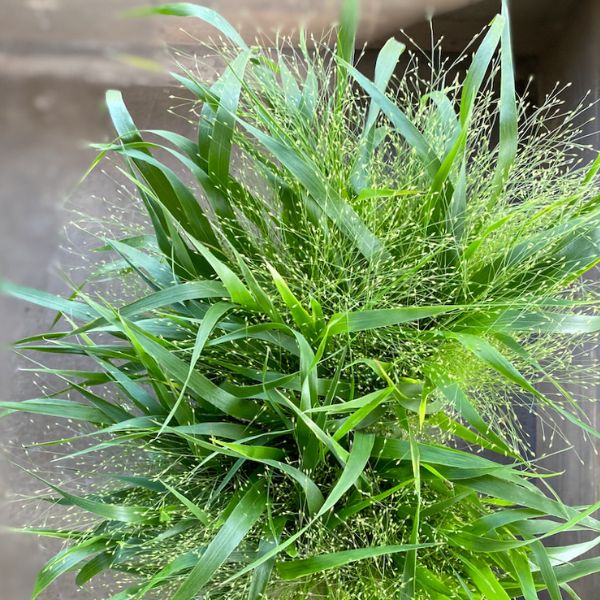 Panicum