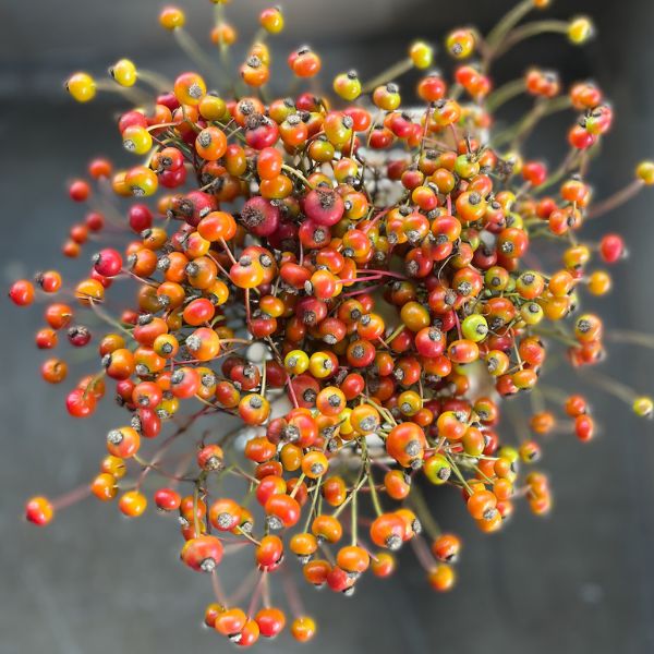 Rosehip Corallo