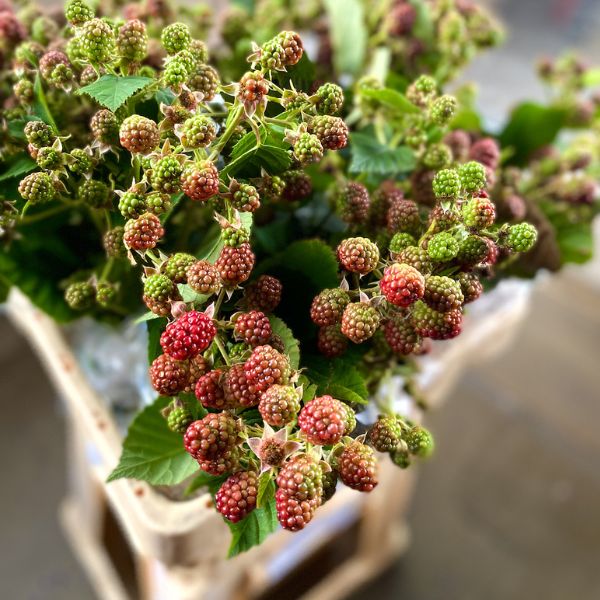 Rubus