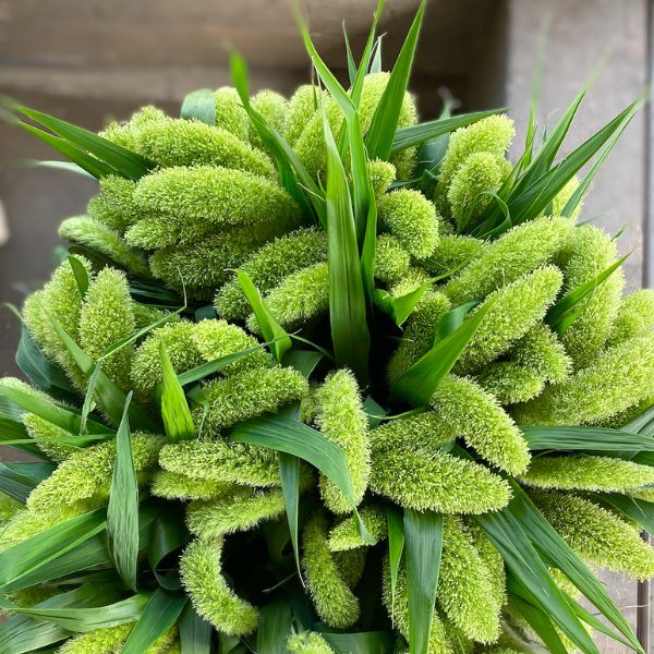Setaria