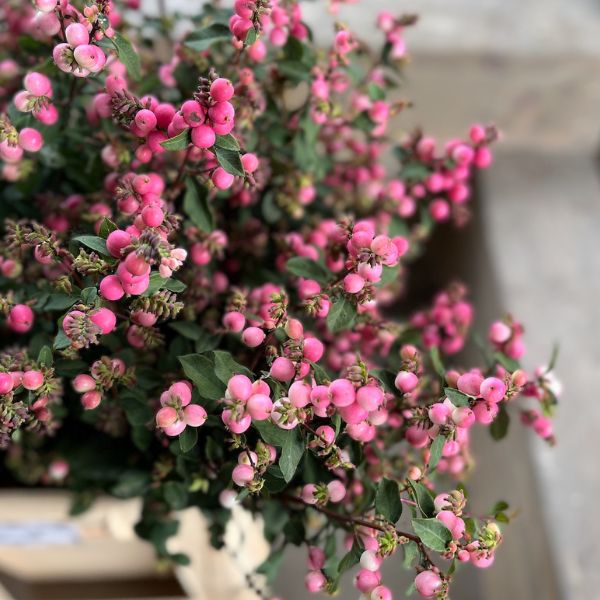 Symphoricarpos