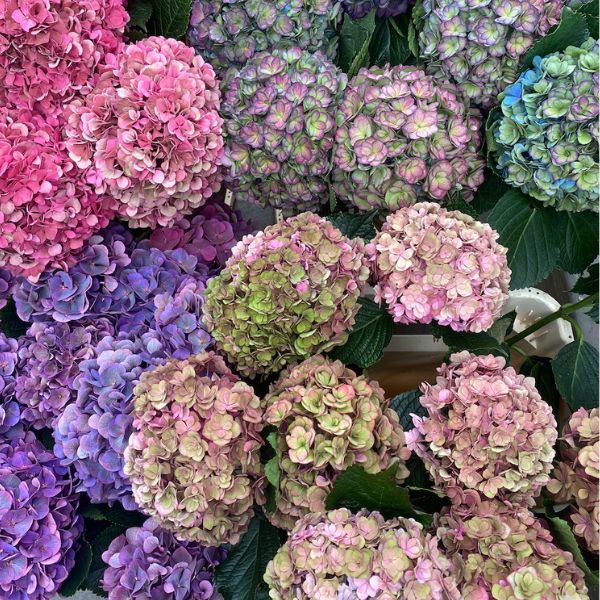 Classic Hydrangea
