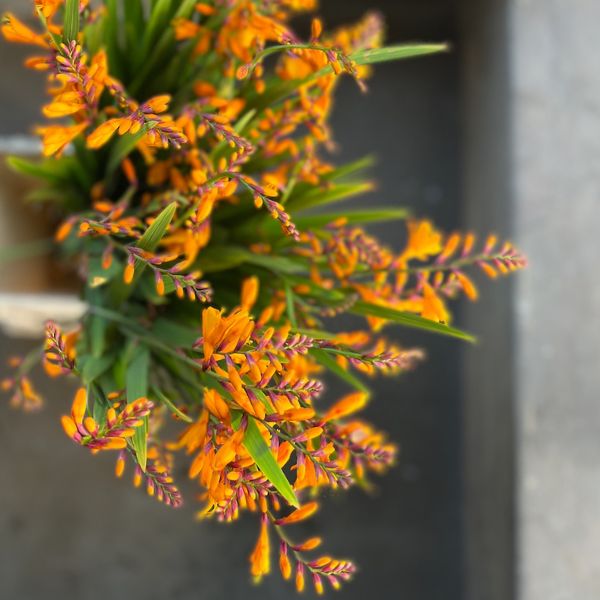 Crocosmia