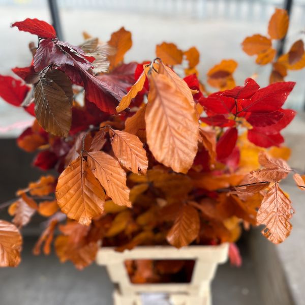 Seasonal autumn foliage