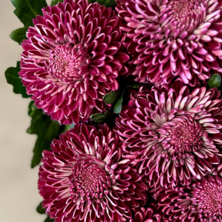Classic Hydrangea