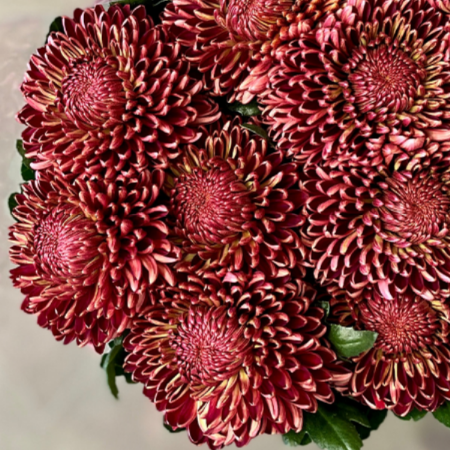 Classic Hydrangea