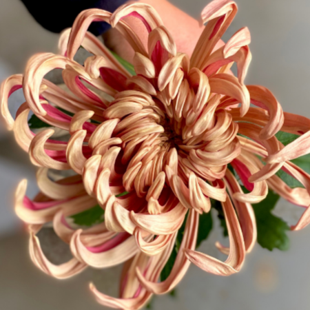 Classic Hydrangea
